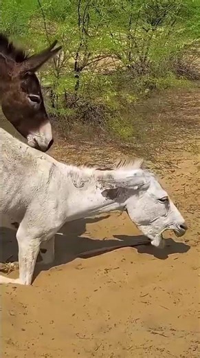 so beautiful Animals video in village 31,12,2025