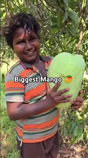 Biggest Mango in the world 🥭| www.salemmango.com| Salem Mango #fruit #salemmango #mango #mangofarm
