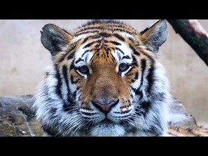 Saving Our Beautiful Earth | Going Green Channel