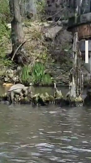 ‘Chonkosaurus’: Two kayakers spotted a giant snapping turtle in the Chicago River and captured it on video. Hear the commentary that has caught the attention of many.