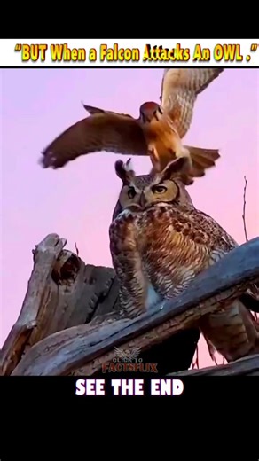 “Peregrine Falcon vs Owl | Revenge Attack | 🦅🦉 Who Is The Fastest Bird in the World ?” #ViralFacts.