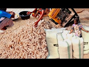 From Field to Bag: A very quick Maize Processing journey