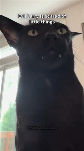 Evil Larry is scared of little things...