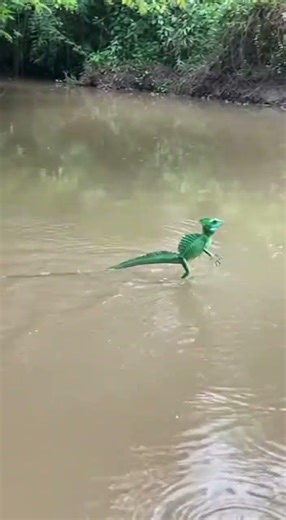 A basilisk lizard startled by a predator runs at high speed across the water surface on its hind leg