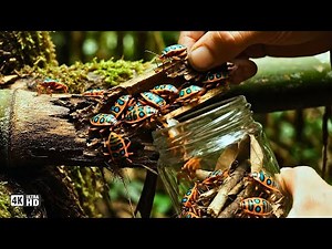 Discovering Rainbow Insects & Hidden Wildlife in Secret Places | Eco Journey TV