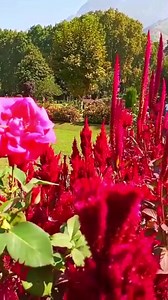 Beautiful flower view phool tumhen bheja Hai | Explorer Jammu Kashmir Valley