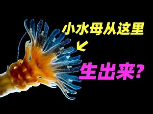 Do you know how jellyfish are born?