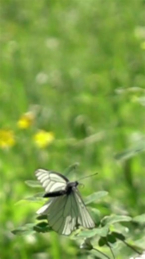 Plants That Attract Butterflies Transform your garden into a butterfly paradise! 🦋🌼 Discover the top plants that attract these beautiful creatures, including Butterfly Bush, Coneflowers, Zinnias, Lantana, and Marigolds. 🌸✨ Plant these beauties and watch your garden come alive! Happy gardening, Seedling Squad! #ButterflyGarden #GardeningTips #PollinatorFriendly #Flowers#GardenInspiration