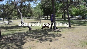 9K views · 18 reactions | Teaching your dog to follow you is an important benchmark in your training process. At Best Buddy Dog Training, it is a measure of the relationship and of the understanding and use of proximity. | Best Buddy Dog Training | Facebook