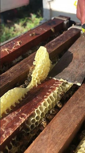 Worker Bees in Action 🐝 | From Pollen to Honey