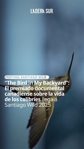 Festival de Cine Santiago Wild on Instagram: "“The Bird in My Backyard”: El premiado documental canadiense sobre la vida de los colibríes llega a @santiagowildfest 2025. 🐦¡Descubre! “The Bird in My Backyard” (2024), documental dirigido por el cineasta y fotógrafo canadiense Ryan Wilkes (@itsryanwilkes). 🎬El cortometraje sigue a Eric Pittman, un ciudadano que, al documentar el viaje de dos colibríes, convierte su jardín en un santuario. 🔎A través de una mirada íntima, esta historia es un refle