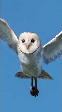 The impacts of Second-Generation Anticoagulant Rodenticides (SGAR) when I was 11 years old.