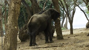 Mighty elephant bull shaking an old tree with his lobe. Acacia seedpods falling down, a favorite snack for the elephant. He starts to collect them with his trunk.