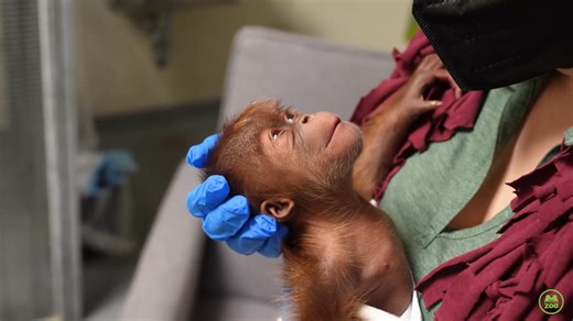 Baby orangutan arrives at Memphis Zoo: Vets provide temporary care after C-section birth