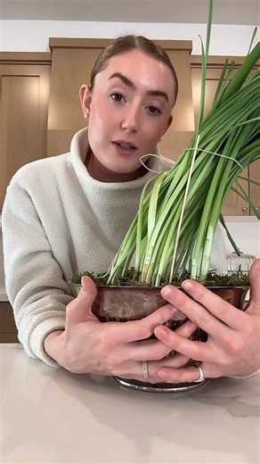 Bridget Robison Design on Instagram: "What to do with your paperwhite flower bulbs now that the holidays are over! 🦢 #flowerbulbs #paperwhites #greenthumb #flowers"