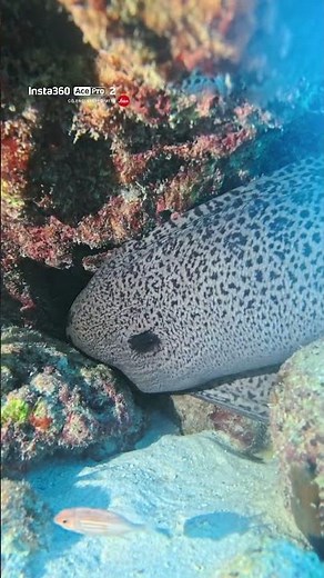World's biggest moray eel...