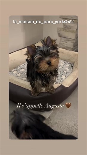 Auguste 🖤 3 mois – Yorkshire Terrier LOF Disponible. Un chiot réfléchi, câlin, déjà très proche de l’humain. 📍 La Maison du Parc 📞 Échange téléphonique privilégié avant toute démarche. #yorkshire #yorkshireterrier #elevagefamilial #puppydog #chiot