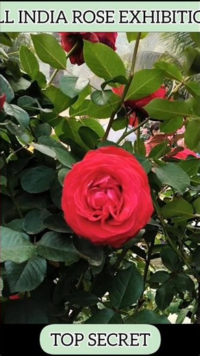 BEAUTIFUL ROSE ID TOP SECRET IN ALL INDIA ROSE EXHIBITION #rose
