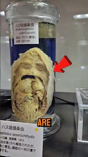 5 Weirdest Museums in the World You MUST See to Believe