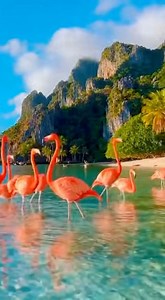 Flamingos didn’t choose the island life… the island life chose them. 🏝️🦩 | The Popular Flamingo