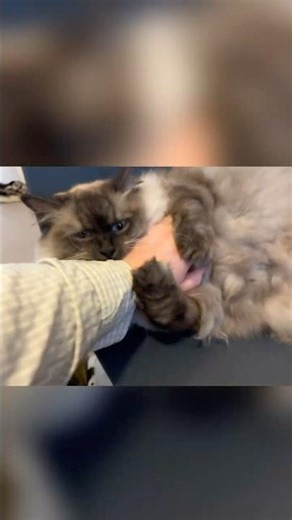 Don’t touch Flapjack’s leg!🐱