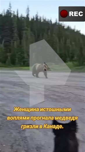 #рек #люди #мир Женщина истошными воплями прогнала медведя гризли в Канаде. Она гуляла по дороге рядом с лесом вместе с собакой, когда к ним вышел молодой Потапыч. Пес сначала попытался прогнать его, но при первом же набеге медведя испугался и спрятался за хозяйкой. Женщина начала издавать очень низким голосом странные звуки, прогоняя косолапого. В итоге он все-таки не тронул их и ретировался в лес.
