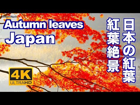 4K Autumn leaves in Japan 日本の紅葉 京都の秋 絶景 日光 箱根 軽井沢 裏磐梯 観光 旅行 Kyoto Tokyo Hakone Nikko color Season