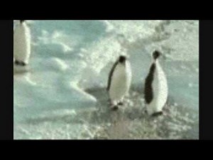 Penguin - Getting Slapped