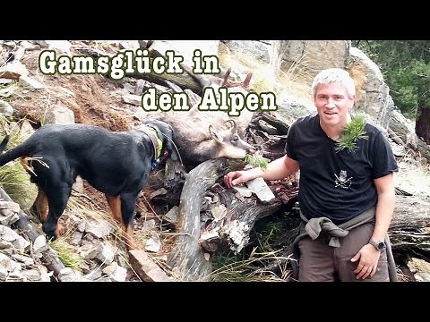 Mountain hunting - chamois and deer in the Alps