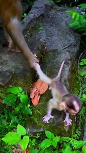 1.5M views · 10K reactions | The best Mom Luna's actives to stop baby Lynx. #monkey #babymonkey #monkeys #reelviral #reelsvideo | John & Parsons | Facebook