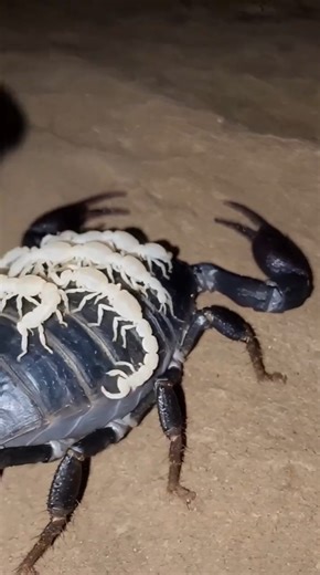 Emperor Scorpion POV: Into the Scorpion Kingdom