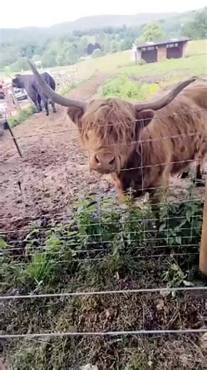 Visiting Highland Cows in Callander, Scotland