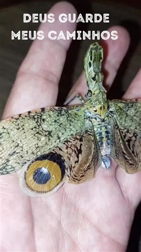 Close-Up of Vibrant Moth Species with Unique Patterns