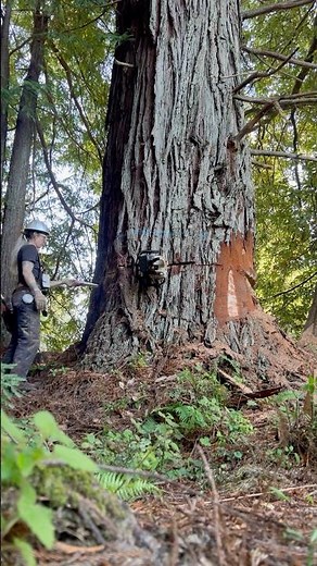 flat ground + big trees. Humboldt county 📍#timberfaller #timberfalling #logging #redwood #stihl