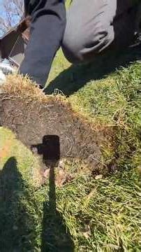 How to Fix Sod Damage from Snow Plows