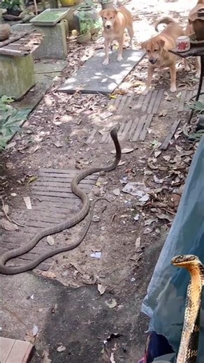 large king cobra🐍🐕