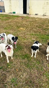 Tinker (small black and white — will be in the small dog/puppy room) ), Asiago (black-speckled), Mozzarella (brown and white), Titan (white speckled face), and Aqua (brown — will be in the small dog/puppy room) are all available for adoption at just $130 each. They can be adopted together or separately. - Age: 3-4 years - Very playful, smart, and affectionate These pups display traits of the Border Collie breed—considered one of the smartest, most athletic, and energetic breeds out there. Border