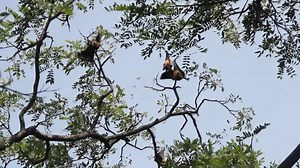 Many Indian flying fox (Pteropus giganteus) hang from tree in semi-deciduous forest during day's rest, winter. Pests of fruit crops, object of hunting. Sri Lanka