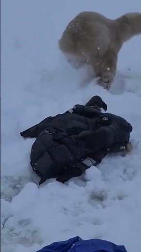 A Close Polar Bear Encounter || ViralHog