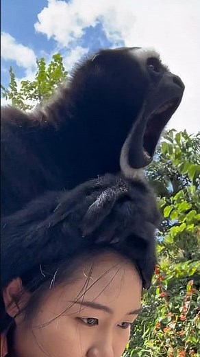 Colobus Monkey's Terrifying Warning Call