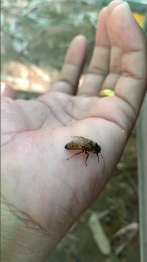 The Amazing Life of a Queen Bee | From Birth to the Heart of the Colony