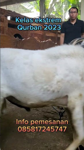 Domba Garut kelas ekstream 2023 #dombagarut #jualdomba #qurban2023 #dombagarutsuper #domba #short