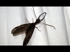A Male Dobsonfly - An amazing large flying insect with huge jaws!