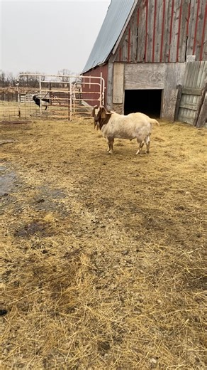27K views · 696 reactions | Selling on February 3rd at Platte, 4 year old commercial boer, Lyman, farm raised and still an excellent buck. Video of one of many of his daughters in the comments. He would be a great addition to any herd! | Dakota Wind Meat Goats | Facebook