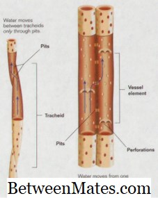Différence entre les éléments du vaisseau et les trachéides Différence entre - Autres 2026