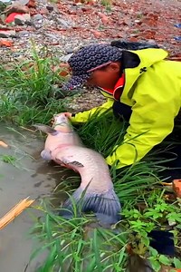 5.1M views · 19K reactions | Amazing Fishing Techniques - Technique how catching fish by fish nets. | Kunthea Furniture Shop | Facebook