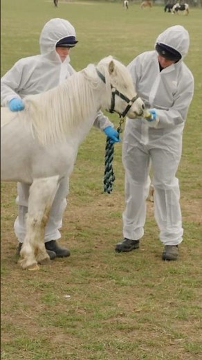 Strangles 🦠 - without the stigma