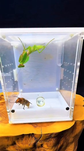 Insect Wars on Instagram: "Mantis vs Hornet #insectwars"