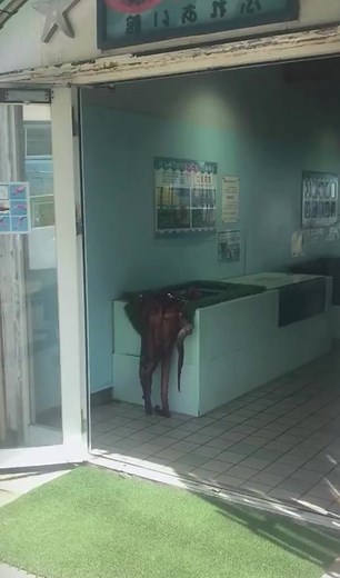 Squidward wants to go home#octopus #squid #mollusk #seafood #marinelife #foryou #fyp #foryoupage