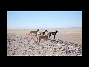 Coyote hunting on horse back .. I COULDN"T BELIEVE THAT!!